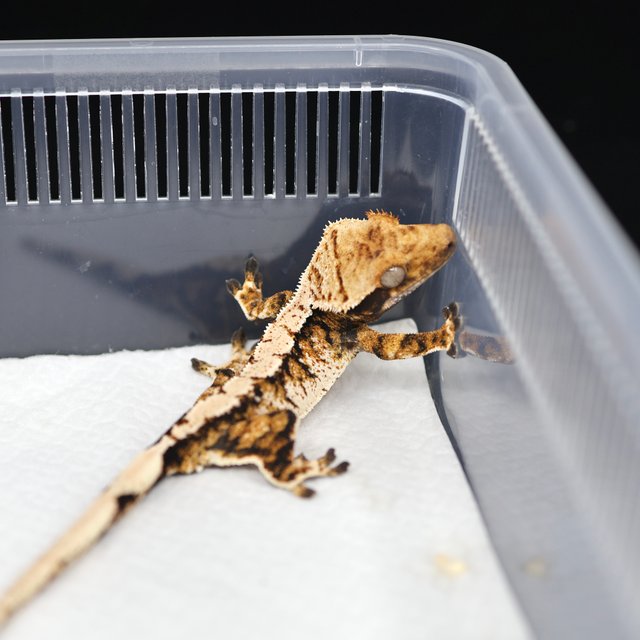 텐저린 트라이 익스트림할리퀸