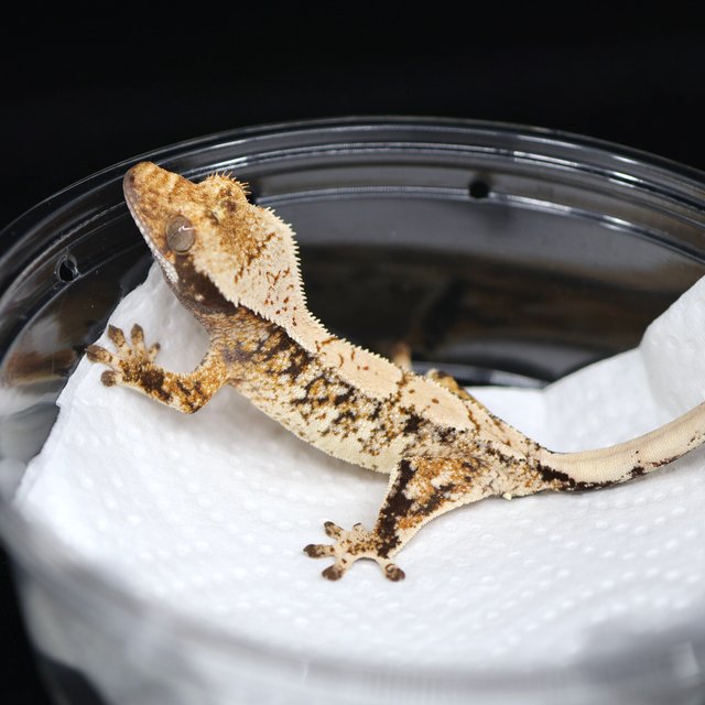 드리피 화이트스팟 트라이 익스트림할리퀸