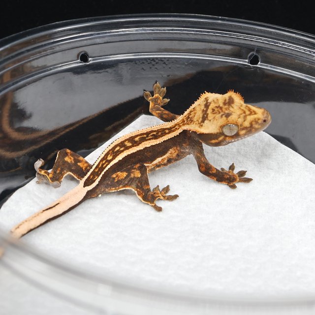 슈퍼스트라이프 엠티백