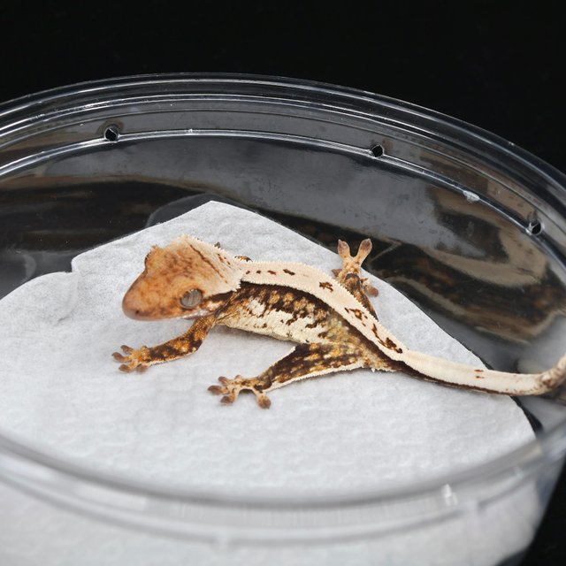 노멀 쿼드 풀핀