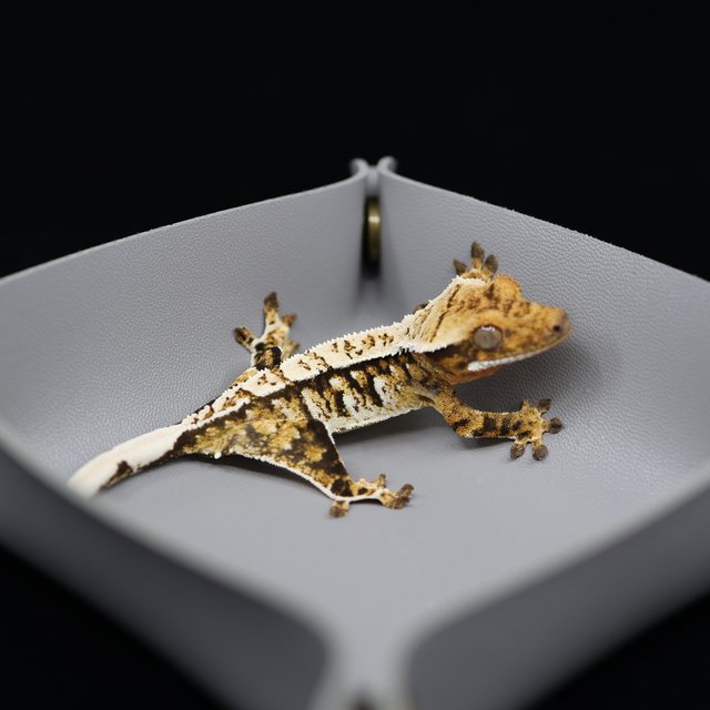 트라이 익스트림할리퀸