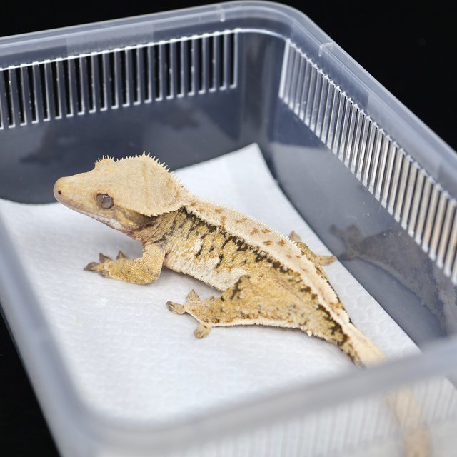 트라이 익스트림할리퀸