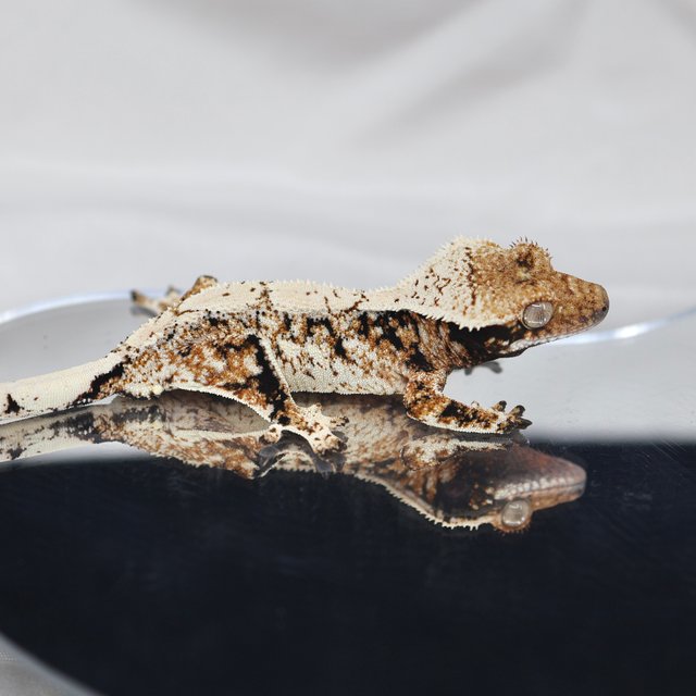 드리피 화이트스팟 트라이 익스트림할리퀸