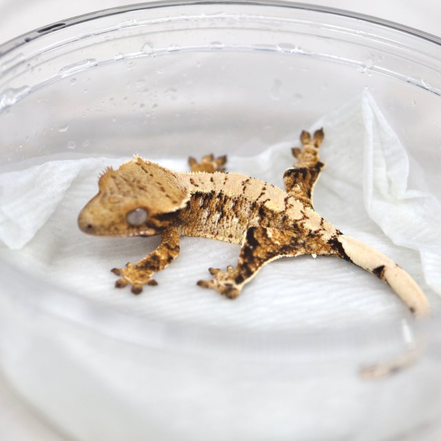 트라이 익스트림할리퀸