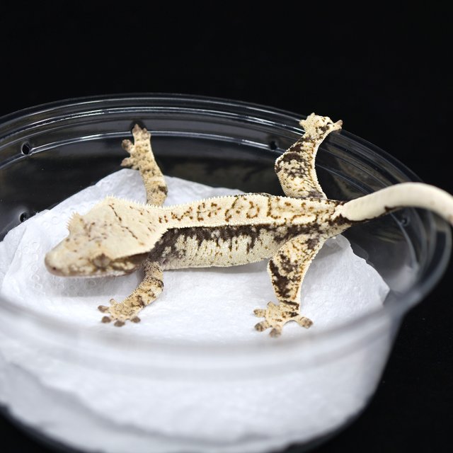 드리피 화이트스팟