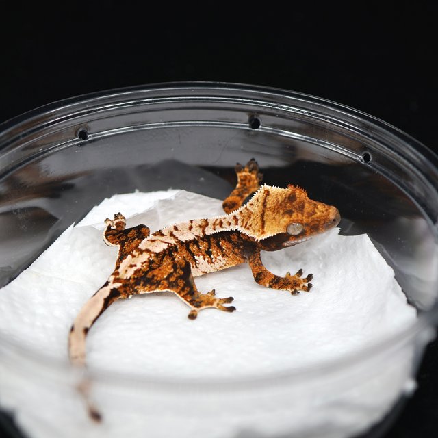 텐저린 트라이 익스트림할리퀸