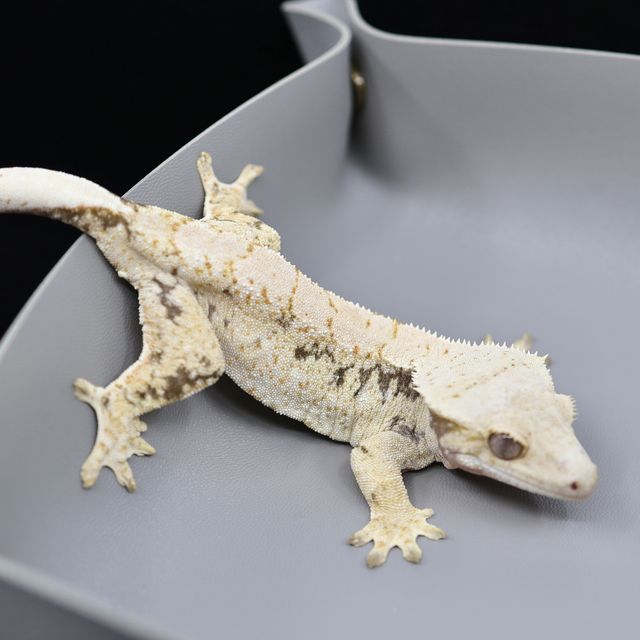 드리피 화이트스팟