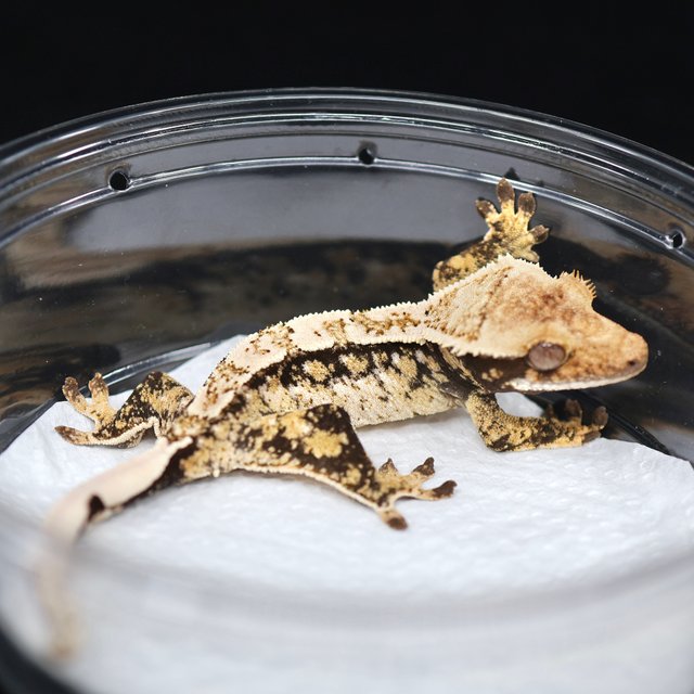 드리피 화이트스팟 트라이 익스트림할리퀸