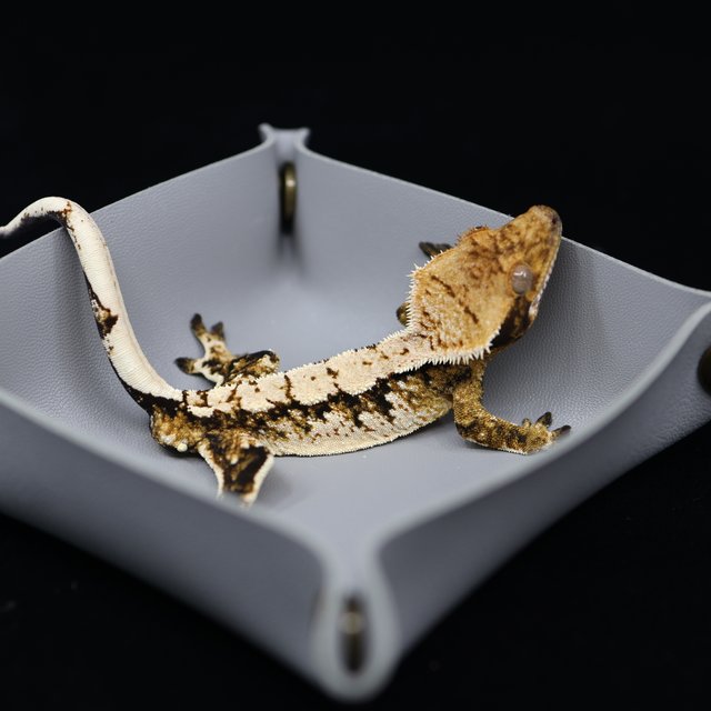 트라이 익스트림할리퀸