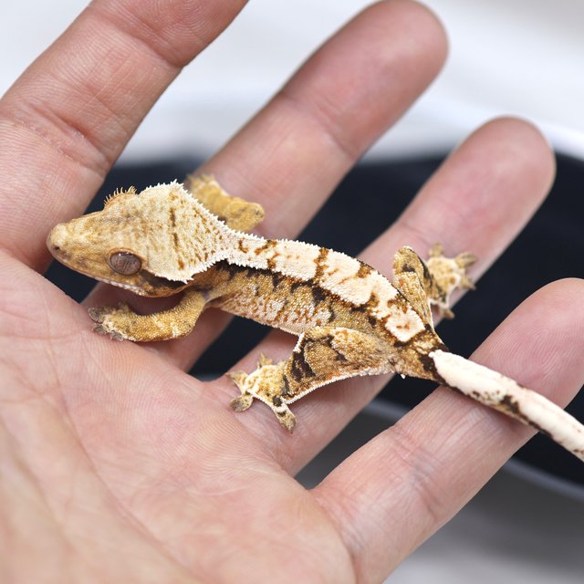 트라이 익스트림할리퀸