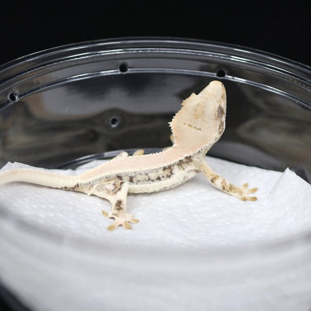 솔리드백 릴리화이트