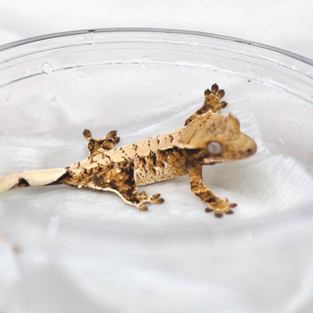 트라이 익스트림할리퀸