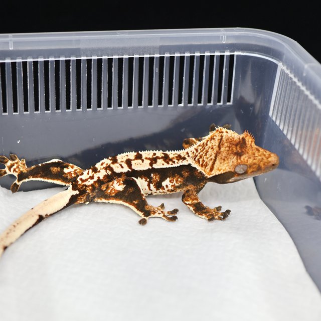 텐저린 트라이 익스트림할리퀸