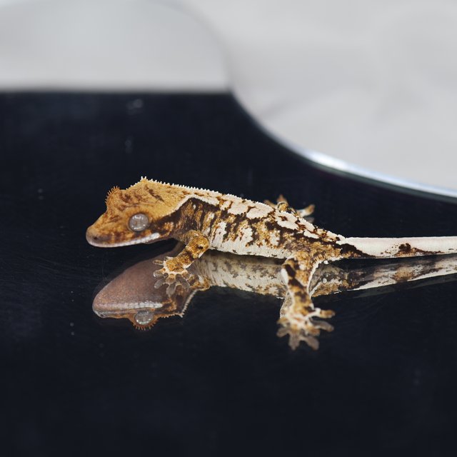 트라이 익스트림할리퀸