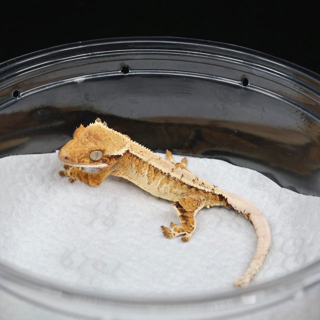 트라이 익스트림할리퀸