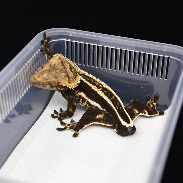 슈퍼스트라이프 엠티백