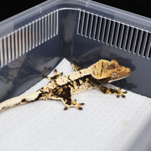 트라이 익스트림할리퀸