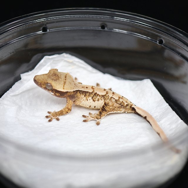 트라이 익스트림할리퀸