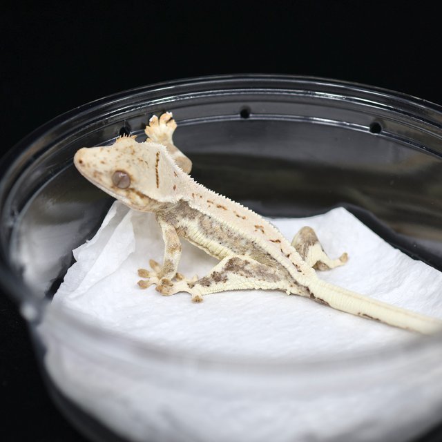 릴리화이트 크림