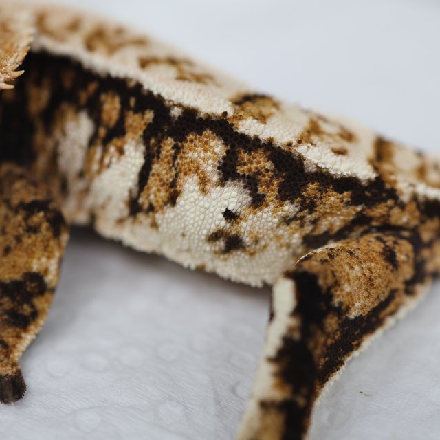 트라이 익스트림할리퀸 텐저린