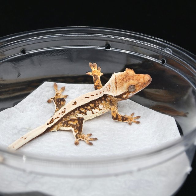 노멀 쿼드 풀핀