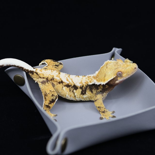 트라이 익스트림할리퀸