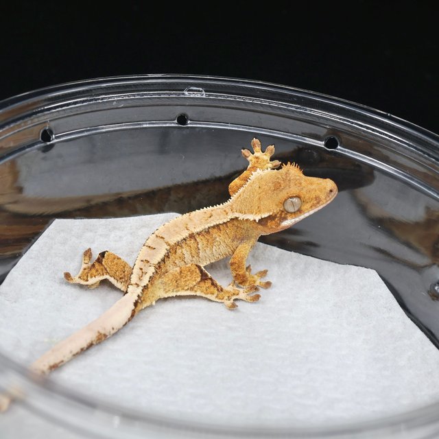 트라이 익스트림할리퀸