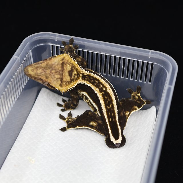 슈퍼스트라이프 엠티백