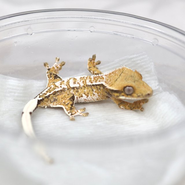 트라이 익스트림할리퀸