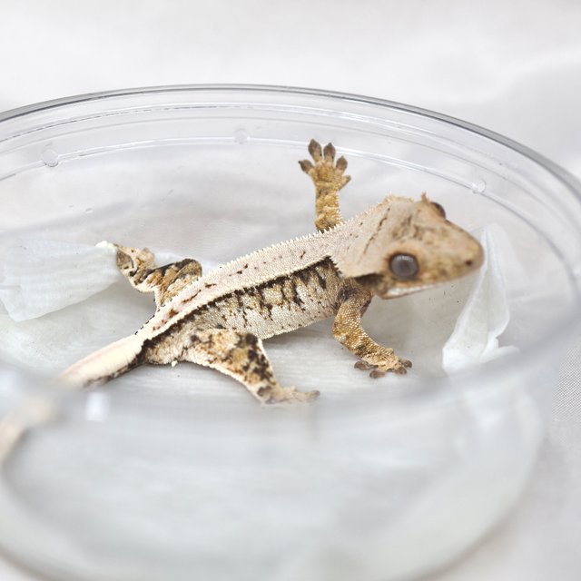 노멀 트라이 익스트림할리퀸 풀핀