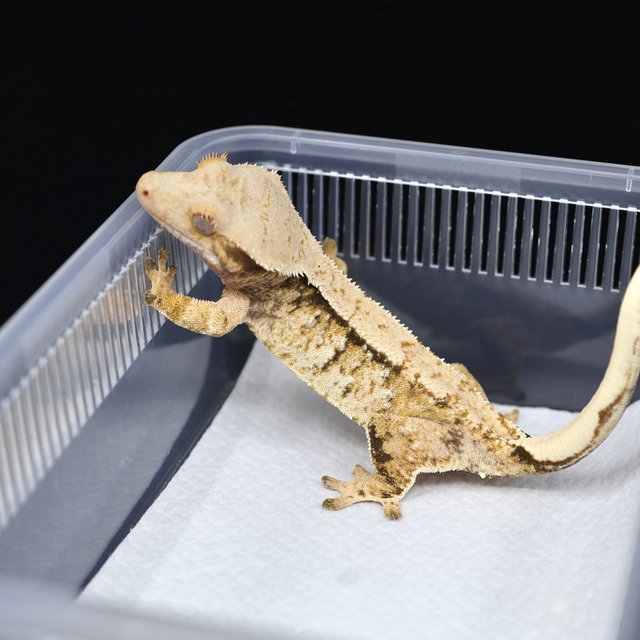 트라이 익스트림할리퀸