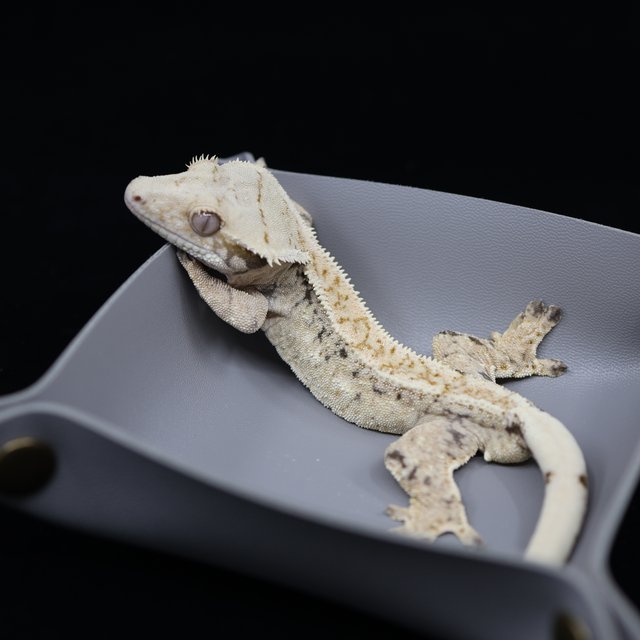 드리피 화이트스팟