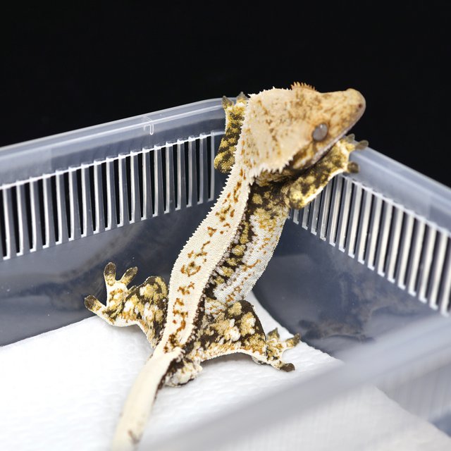 드리피 쿼드 풀핀 핀스트라이프