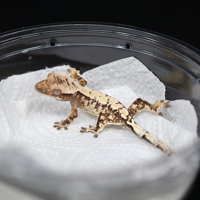 트라이 익스트림할리퀸 세이블