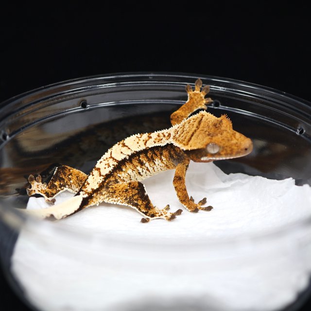 텐저린 트라이 익스트림할리퀸