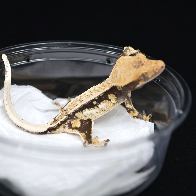 드리피 쿼드 핀스트라이프