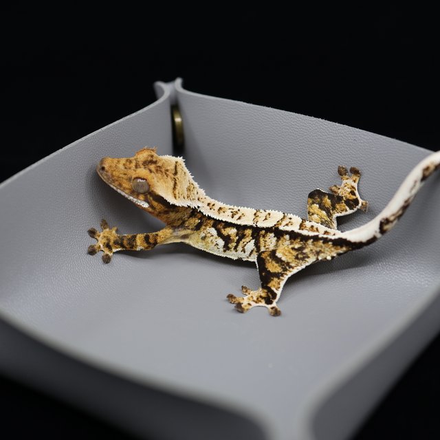 트라이 익스트림할리퀸