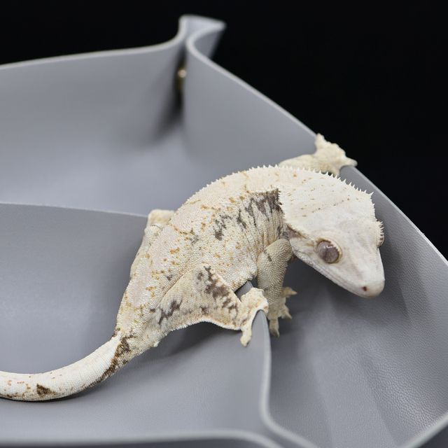 드리피 화이트스팟