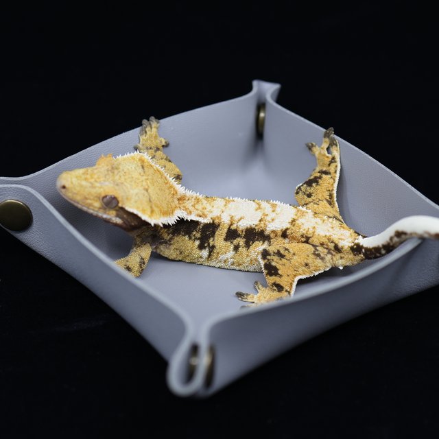 트라이 익스트림할리퀸