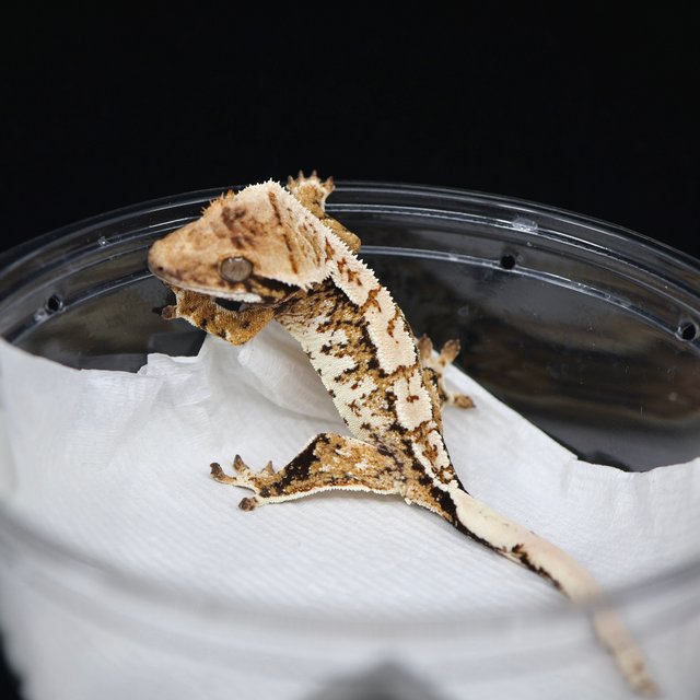 트라이 익스트림할리퀸