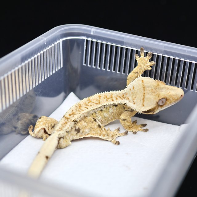 드리피 화이트스팟