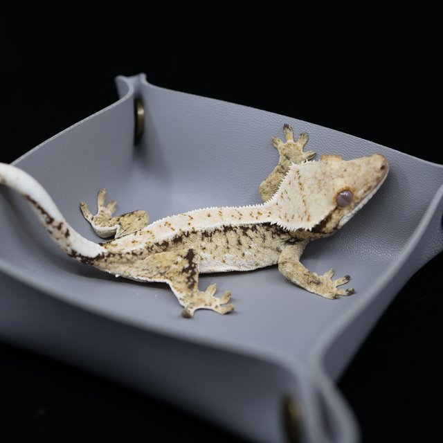 드리피 화이트스팟