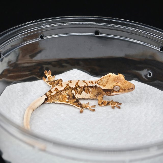 트라이 익스트림할리퀸