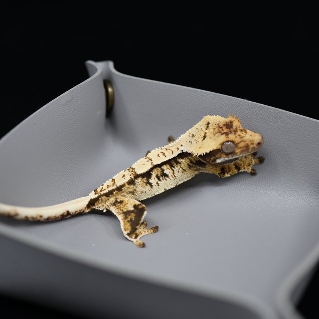 트라이 익스트림할리퀸