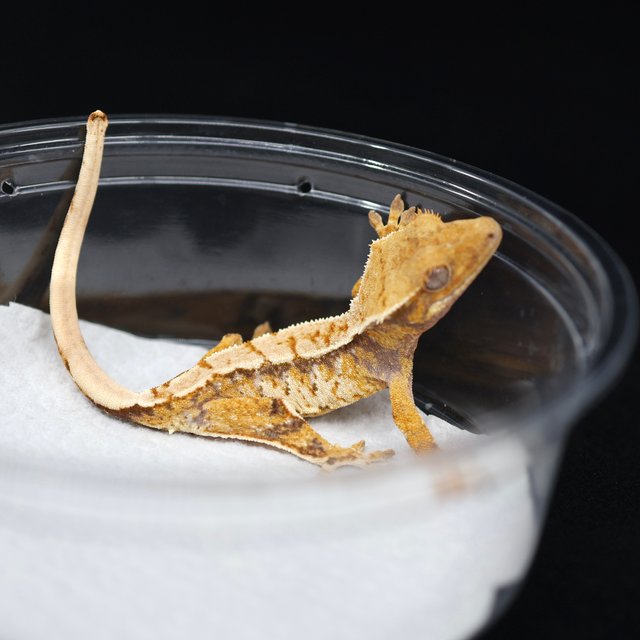 트라이 익스트림할리퀸