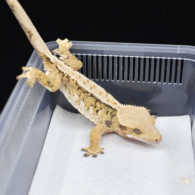 트라이 익스트림할리퀸