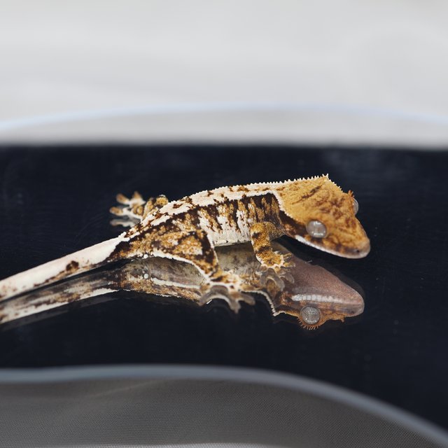 트라이 익스트림할리퀸