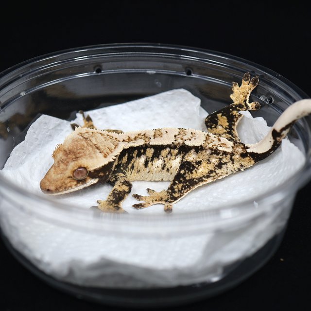 드리피 화이트스팟 트라이 익스트림할리퀸