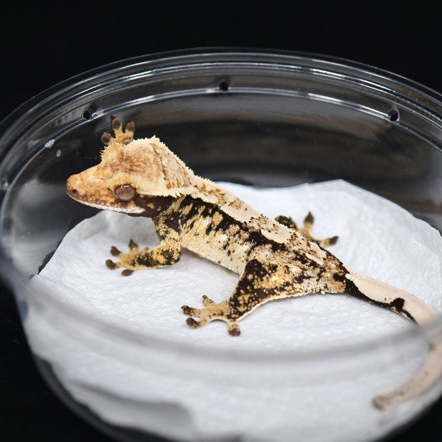 드리피 화이트스팟 트라이 익스트림할리퀸