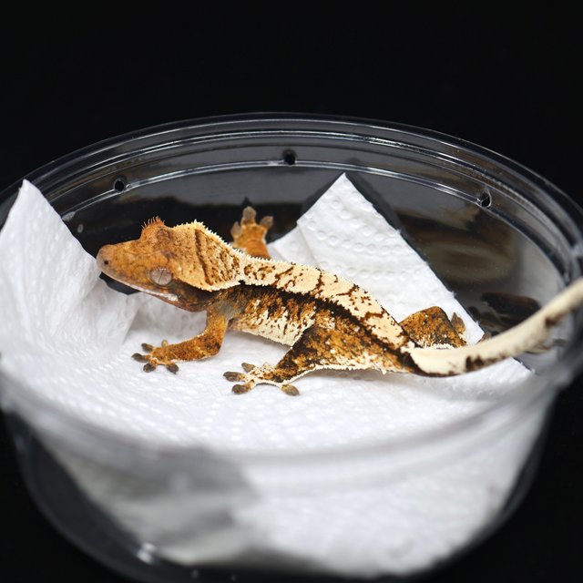 텐저린 트라이 익스트림할리퀸